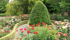 Rose Garden